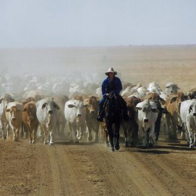 A person riding a horse leads a herd of cattle down a dusty road